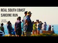 🔥 INSANE Sardine Run 2025 on Lower South Coast! Free Divers, Netters & Holiday Chaos 🌊