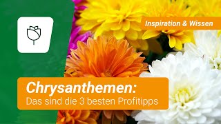 Chrysanthemen-Blüten von August bis Dezember: Mit diese 3 Tipps klappt's