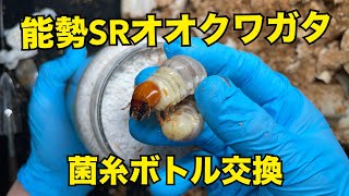 能勢SRオオクワガタ　体重測定しながら菌糸ボトル交換