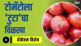 Tomato पिकावर Tuta Absoluta Pesticide चा प्रादुर्भाव | ॲग्रोवन