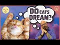 Do Cats Have Dreams?