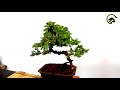 how to design bonsai juniper from nursery material