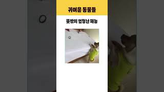 뜻밖의 재능을 가진 동물들 #고양이