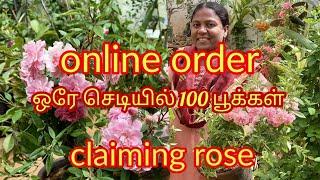 கொத்துக் கொத்தாய்  பூக்கும்  ROSE