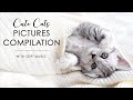 Cozy Kittens and Cute Cats Pictures Compilation #3 | Aww Animals #catlover #awwanimals #sleepycat