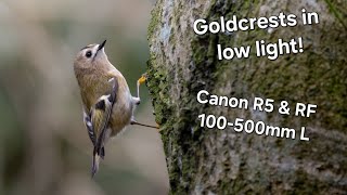 Goldcrest in Low Light - Canon R5 \u0026 Canon RF 100-500mm L.