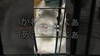 全力お出迎えで鼻をヒコヒコさせるチンチラに飼い主悶絶＃chinchilla＃shorts＃チンチラ