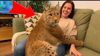 😱 Rescued a Mountain Lynx, Climber Found a Dying “Kitten” in the Mountains… Look at Him Now!