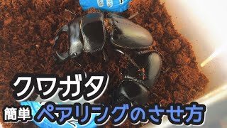 【クワガタ】ペアリングのさせ方