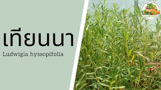 ประโยชน์ของเทียนนา | Ludwigia Hyssopifolia | กินผักเป็นยา