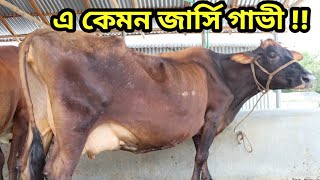 অর্জিনাল পাকিস্তানি শাহিওয়াল গাভী সহ অর্জিলাম জার্সি গাভী দেখুন. পাকিস্তানি শাহিওয়াল ষাঁড় গরু