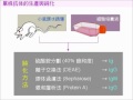 吳弘毅 分子檢測技術 07融合瘤 2