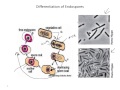 bio367 lecture 3 part c cell structure and function