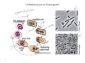 bio367 lecture 3 part c cell structure and function