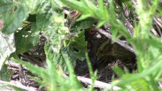 Yellowhammer feeding young