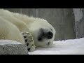 夢みるイコロ~polar bears are sleeping