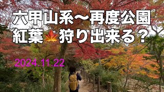 六甲山系～再度公園で紅葉狩りできたのか？（楽しい登山53）2024.11.22。