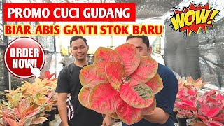 CUCI GUDANG‼️ Aglonema Paket Hemat (Hemat Banget) beli sebelum kehabisan ~ 745