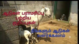 வெள்ளாடுகள் பாரமரிக்கும் முறைகள் /ஆடுகள் வளர்க்கும் முறைகள் எப்படி?