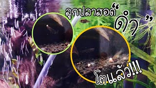 ลูกปลาสอดดำ ... โตแล้ว ! |Black Molly | คลอดในตู้ โตในตู้ |ตู้ไม้น้ำและผองเพื่อน 13