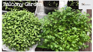 என் வீட்டின் சிறிய பால்கனி தோட்டம் | Balcony Garden 2|Container Garden |Terrace Garden for beginners