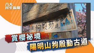 賞櫻祕境景點 陽明山狗殷勤古道 #八大民生新聞