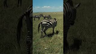 4k African wildlife