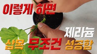 이렇게 하면 너무 쉽게 🌴 제라늄 번식이 가능해요 🌹 (제라늄 삽목방법)