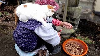 しろとくるみ餅ができるまで Peeling Fresh Walnuts