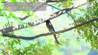 Black Drongo and Hidden Kingfisher (in Hong Kong)