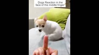 Dogs reactions when showing them middle finger #shorts #funny #viral #dog