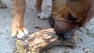 Pitbull Mali eat wood :)