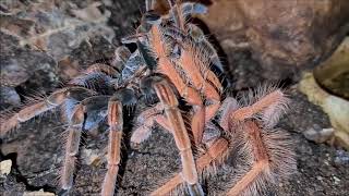 Pamphobeteus sp Solaris mating Verpaarung Birdspiders Vogelspinnen