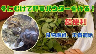 リクガメのために野草をふんだんに使った栄養満点パウダーを作る　making a great food from wild plants