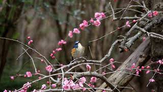 近つ飛鳥の梅とルリビタキ　2019 2 22