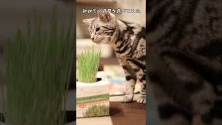 猫が初めて猫草🌱を食べてみた ~🐱　#shorts #cat #猫 #猫のいる暮らし #猫動画 #猫草 #アメリカンショートヘア