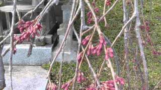 三春滝桜　2013年4月4日 午後2時 #2