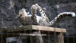 ユキヒョウがくにゃくにゃしていた(Kovo the Snowleopard)多摩動物公園