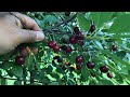 Harvesting Carmine Jewel Dwarf Cherries from Our Backyard Garden - 2022