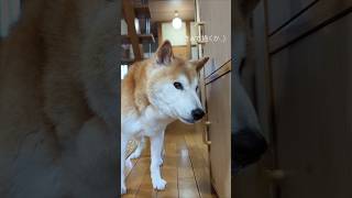 眠気に襲われるゴン画伯　 #shiba #柴犬