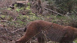 Fotofalle in Deutschland macht in Wald sehr seltene Aufnahme