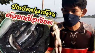 ยามเบ็ดกลางคืนใส่เบ็ดในคลองปลากินดีมาก เหยื่อเขียดกินดีมาก|Ep.2