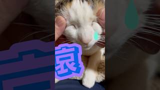 にゃんこの喜怒哀楽 #猫 #cat #三毛猫 #calico #ショート #shorts