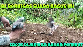 BL Beringas Suara Bagus Ini Cocok Dijadikan Bahan Pemikat