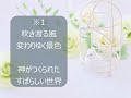 436、鳥かごから　平和を求める曲　オリジナル賛美　伴奏のみ