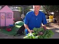 harvesting the radishes 2013