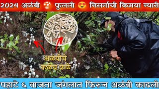 जंगलात फिरून अळंबी काढली |2024 अळंबी फुलली 😍| Mushroom Hunting | See how we find Mushroom