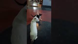 মিনু আর সিম্বার অসাধারন বন্ধুত্ব#cat #catlover #catvideo