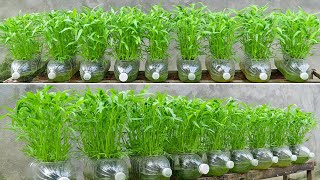 Method of growing water spinach in plastic bottles, Growing self-watering water spinach at home