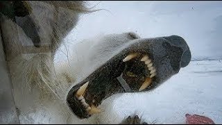Wild Polar Bear Tries To Break In - BBC Earth